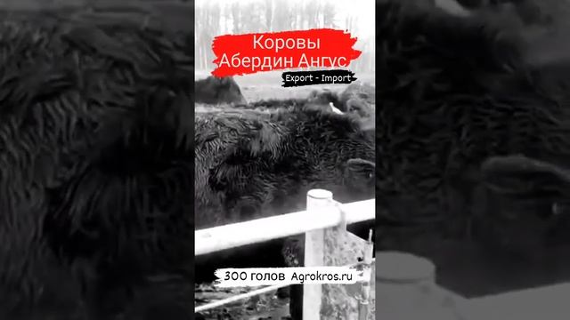 Коровы и быки абердин-ангусской породы: покупка и продажа #крс смотреть онлайн