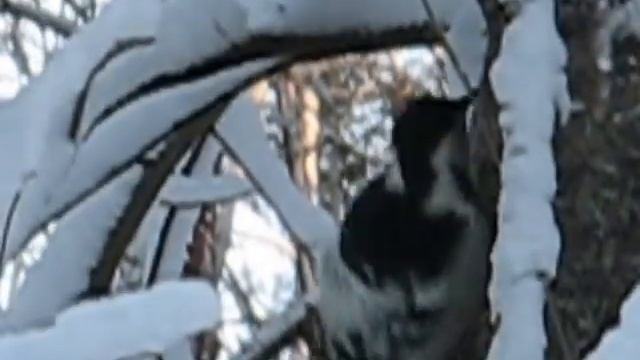 Трудная жизнь дятла зимой. смотреть онлайн
