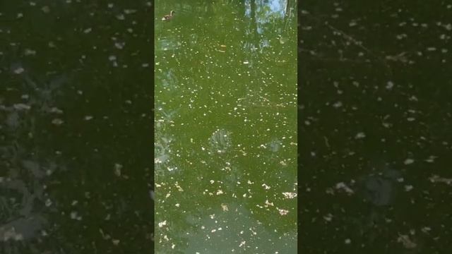 Утки плавают в озере.mp4