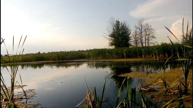 Вечерний Клев Карася на Поплавок смотреть онлайн