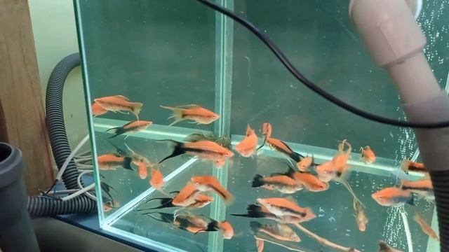 Моя миниразводня Обзор аквариумных рыбок смотреть онлайн