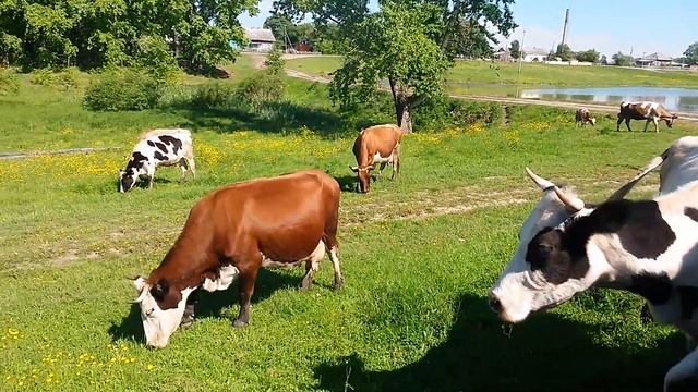 Коровки в деревне смотреть онлайн