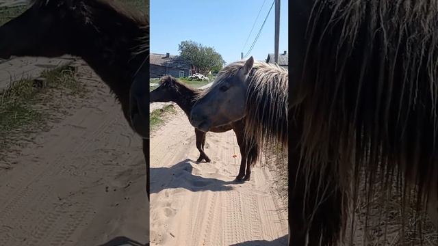 Дикие лошади. Кузомень, мурманская область. смотреть онлайн