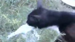 Кошка рыгает.flv