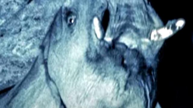 Каждую ночь эти слоны уходят в пещеру! Проследив за ними, фермер закричал от ужаса! смотреть онлайн