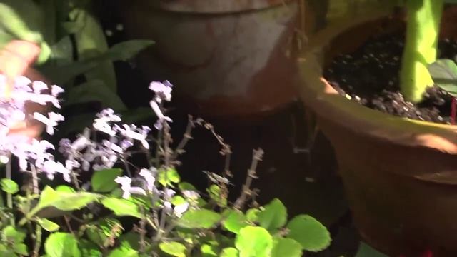 Papyrus And Water Gardens | At Home With P. Allen Smith