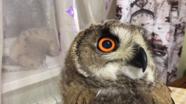 Два друга разбойника (owl friends) смотреть онлайн