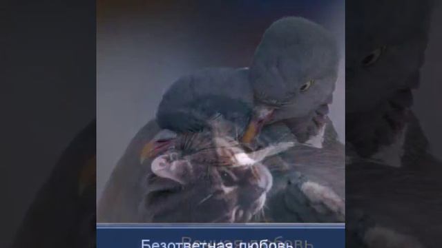 Я твой Ангел, Ангел земной смотреть онлайн