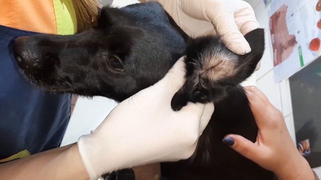 КАК ПРАВИЛЬНО ПОЧИСТИТЬ И ЗАКАПАТЬ УШИ КОТУ ИЛИ СОБАКЕ. Советы Ветеринарного Врача смотреть онлайн