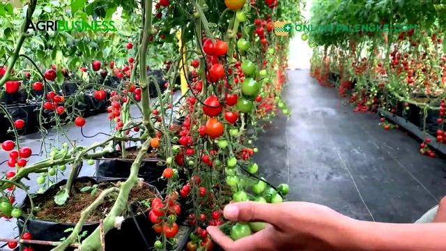 AMAZING Greenhouse CHERRY TOMATO Farming now in the Philippines смотреть онлайн