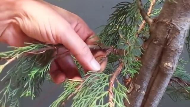 Cupressus Sempervirens Ο Κυπάρισσος