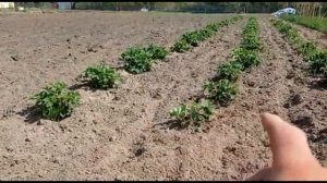 Мотоблок. Окучиваем картошку с помощью мотоокучника. @Pavel_SIBERIA