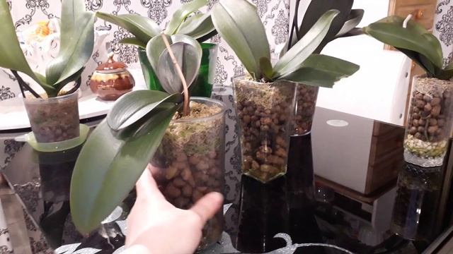 Керамзит - мега-субстрат для орхидей))Тест-драйв. смотреть онлайн