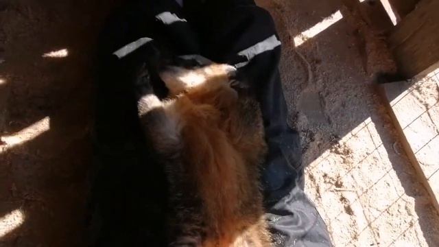 Как приручить носуху за 15 минут. смотреть онлайн