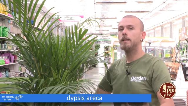 Dypsis areca (un giorno un fiore 16 giugno 2022) смотреть онлайн