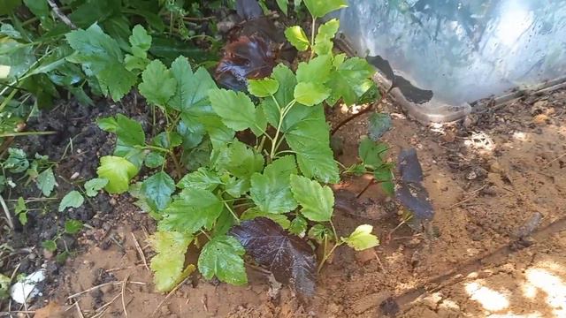 ✂️🌿Черенкую гортензии 20 августа #гортензииметельчатые #черенкованиегортензии #размножениегортензии