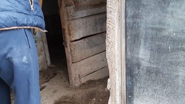 Уборка в курятнике Курятник своими руками Запах в курятнике смотреть онлайн