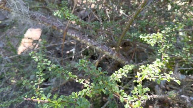 Leuenbergeria (aka Pereskia) portulacifolia, pink rose cactus смотреть онлайн