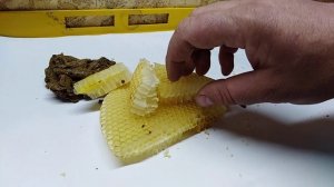 КАК ПРИМАНИТЬ РОЙ ПЧЕЛ В ЛОВУШКУ/ДЛЯ НАЧИНАЮЩИХ ПЧЕЛОВОДОВ/Пчеловодство 2020