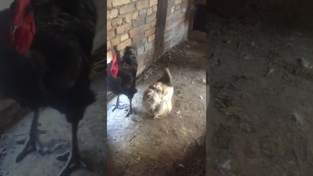Голошейный петух, плюсы голошеек! смотреть онлайн