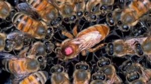 Свищевая, роевая или искусственная матка? Какая лучше? В.Г. Кашковский