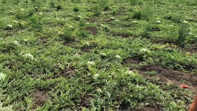 Арбуз Продюсер от компании Greentime смотреть онлайн