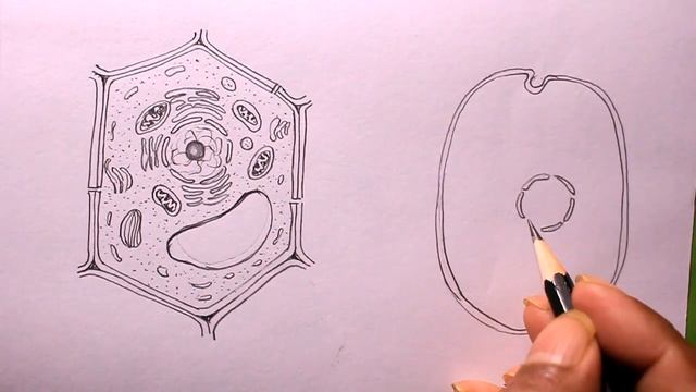 How TO Draw plant cell and animal cell/plant cell drawing/animal cell drawing/plant and animal cell смотреть онлайн