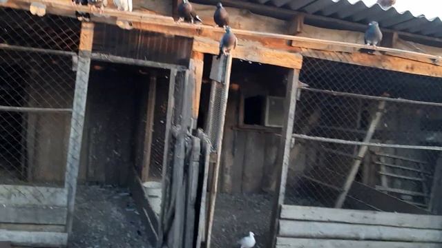 Мои чубатые Николаевские голуби часть2 смотреть онлайн