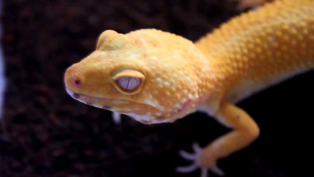 EUBLEPHARIS MACULARIUS \ЭБЛЕФАР\МИКС\ПЯТНИСТЫЙ ЭУБЛЕФАР смотреть онлайн
