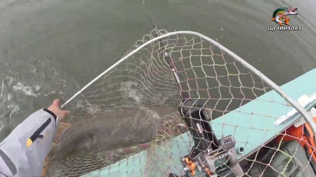 ЩУКА на 11.4 КГ и всё о ТРОЛЛИНГЕ в Молчаново на Оби, часть 2. (07.09.2020) смотреть онлайн