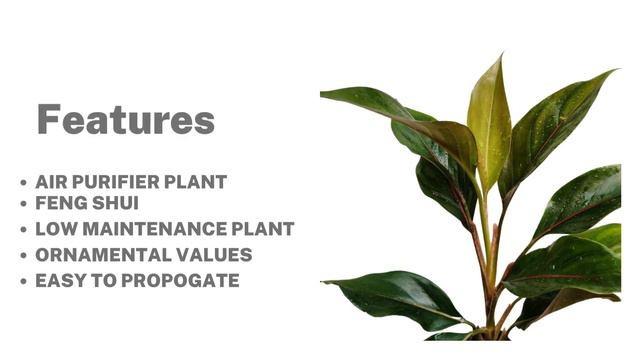 Aglaonema Green Lipstic Plant смотреть онлайн