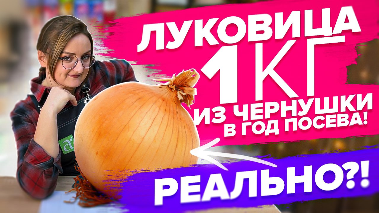 ПОСЕВ ЛУКА. Как вырастить луковицы по 1 кг из семян, без севка смотреть онлайн
