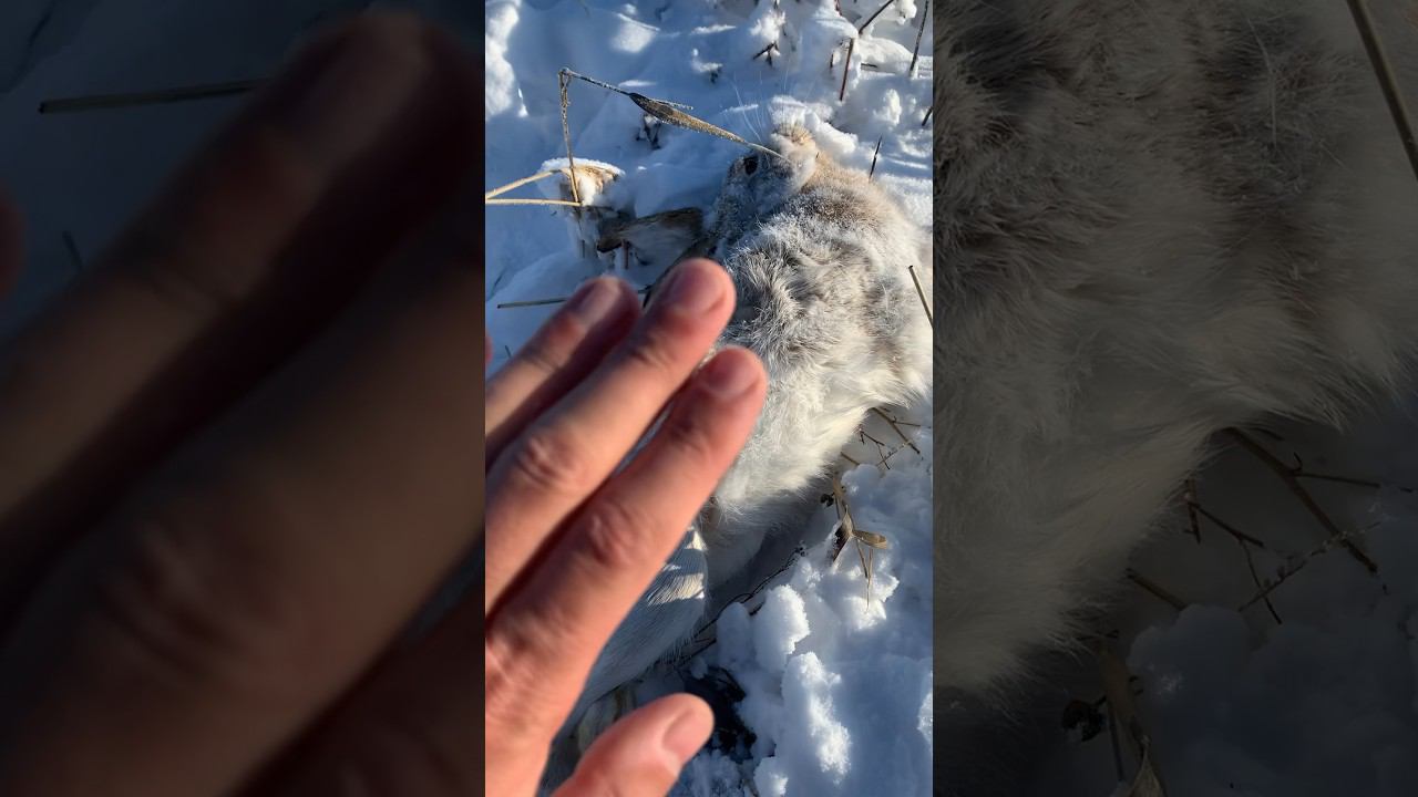 Первый снег, первый заяц сезона 2023-2024г. смотреть онлайн