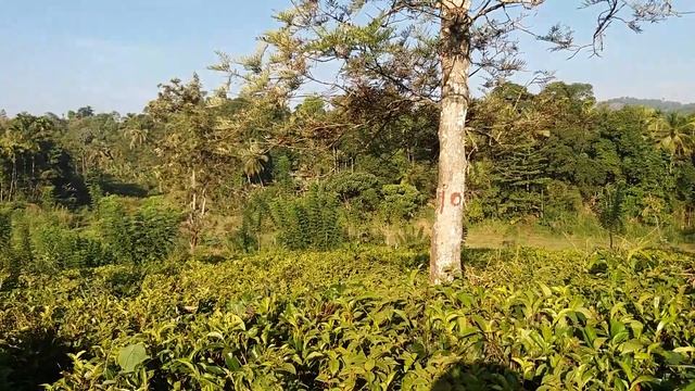 Tea plantations. Sri Lanka. Чайные плантации на Шри Ланке. Как растет чай. смотреть онлайн