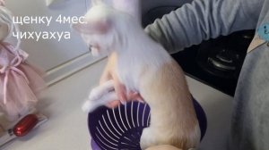 Взвешиваем чихуахуа в 4 мес. Мини чихуа или стандарт