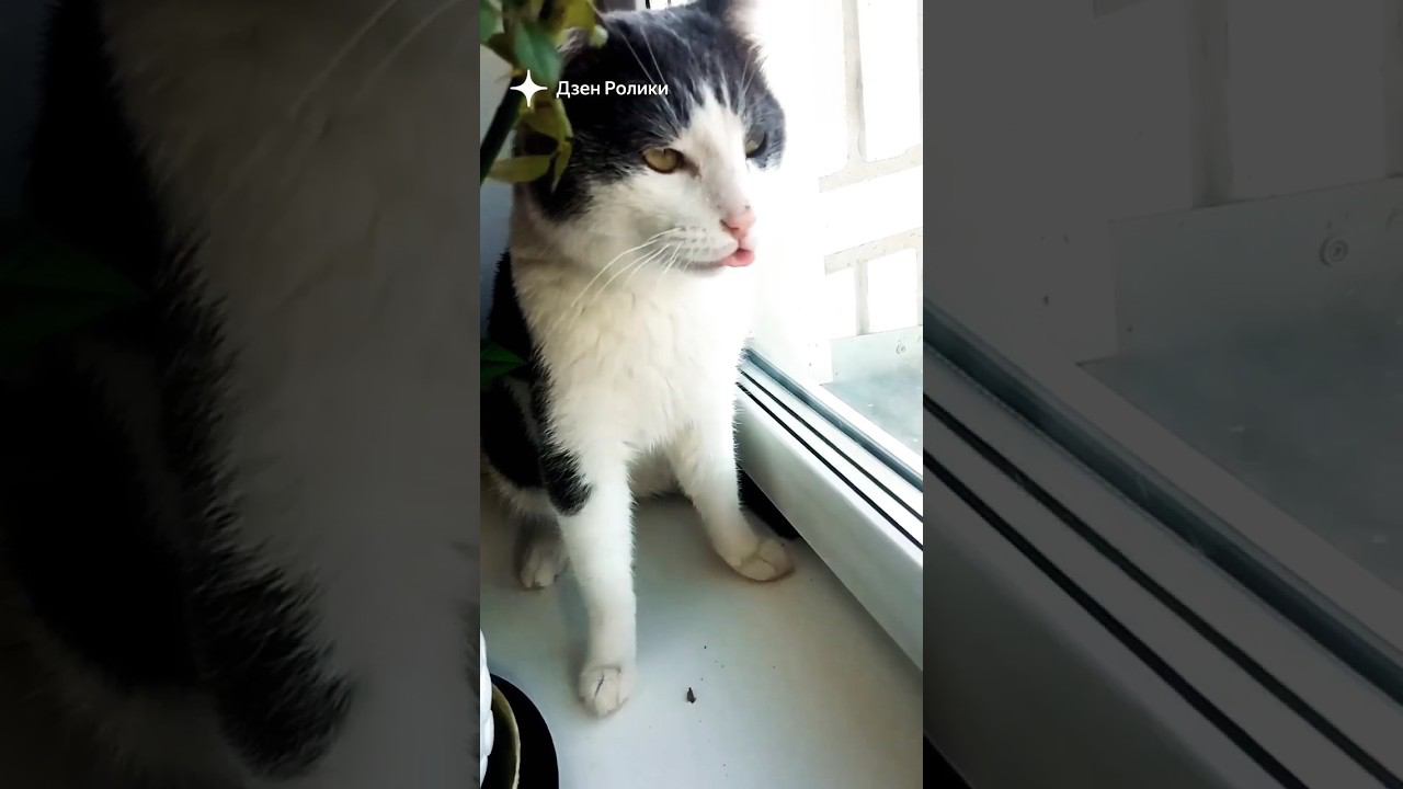 Мурзик кушает сухие листики. Кот сытый корм не давно покушал. Новый питомец! #любовь #добро #осень смотреть онлайн