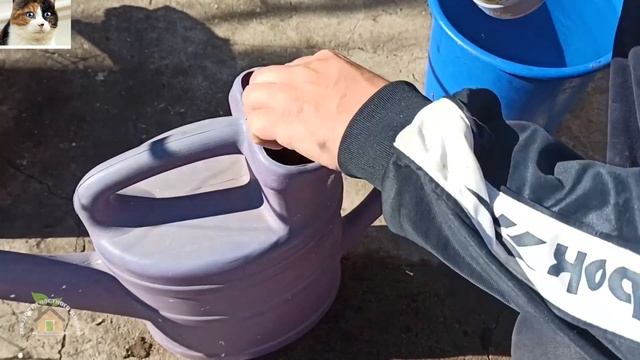 Как использовать и применять Байкал ЭМ 1 в огороде для почвы осенью смотреть онлайн