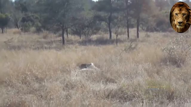 CRAZY battles of PREDATOR / hyena _ wild dogs _ lion_ leopard __ best moments of wildlife 2021 смотреть онлайн