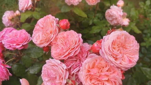 Роза Mary Ann (Tantau) смотреть онлайн