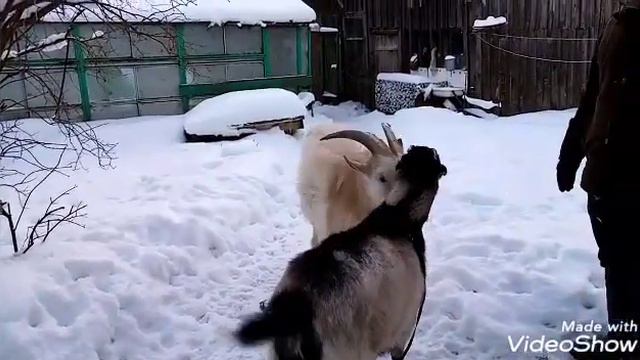 Наша первая случка смотреть онлайн