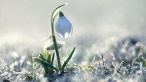 ***РАСЦВЕТАЙ, ВЕСНА!!! Песня "Целую, Весна" меня очаровала!***