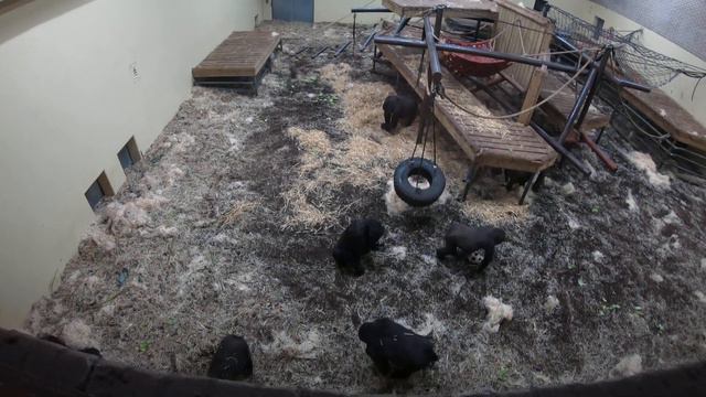 Burgers' Zoo Gorilla's 06-10-2019 смотреть онлайн