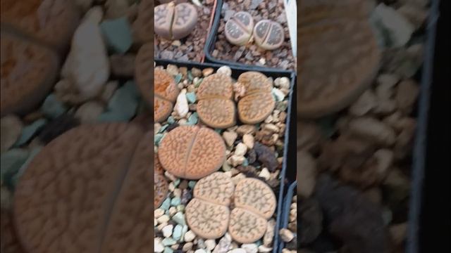 Полив литопсов. lithops. смотреть онлайн