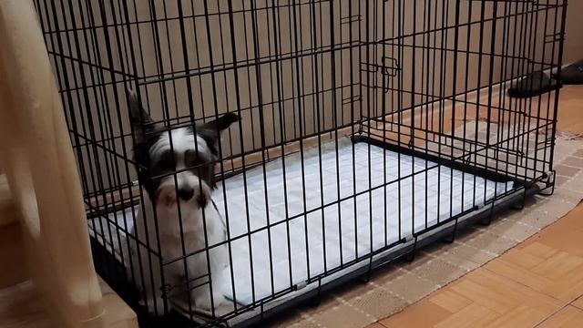 Марсик ждёт маму 😊🥰 Марфа Васильевна с нами. смотреть онлайн