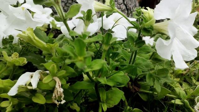 How to Grow Petunia Plant || Plant Tips & Care || Beauty of Gsrden смотреть онлайн