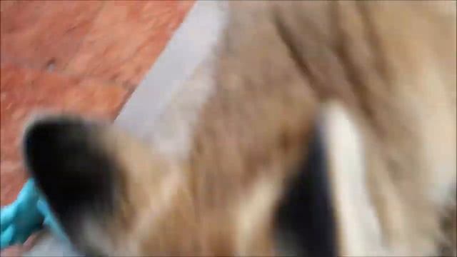 Милая лисичка Фокси Фокс играет с хозяйкой/Cute fox Foxy Fox plays with her mistress смотреть онлайн