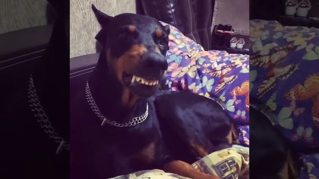 Артур не в духе смотреть онлайн