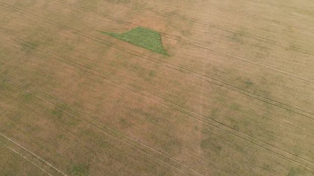 Знаменка поле №13 яр.пшеница Грани смотреть онлайн