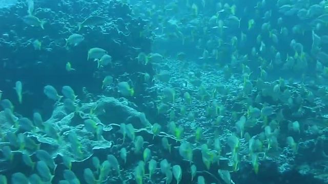 Косяк рыб смотреть онлайн