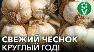 ЧЕСНОК ХРАНИТСЯ КРУГЛЫЙ ГОД, НЕ СОХНЕТ И НЕ ГНИЕТ, если сделать так